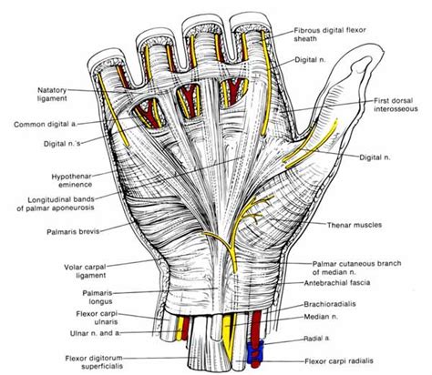 Diagram Hand Diagram Ligaments Mydiagramonline