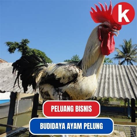 Menggali Peluang Bisnis Budidaya Ayam Pelung Prospek Dan Manfaatnya