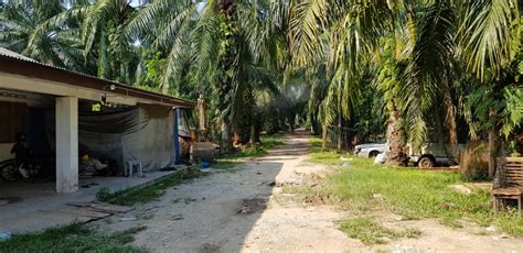 1 penama tanah rata berpasir sesuai tanam kelapa, pisang atau projek burung walit. ZAM HARTANAH PROPERTY 2U: Tanah 1 ekar termasuk 2 buah ...