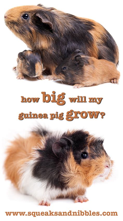 Studies on biochemistry and hybridization suggest they are descendants of a closely related species of cavy. How Big Do Guinea Pigs Get? A Guinea Pig Size Guide by ...