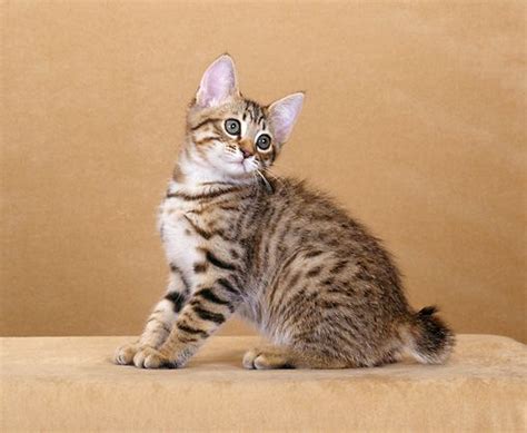 American Bobtail Cat Breed Info Pictures Care Traits Facts Artofit