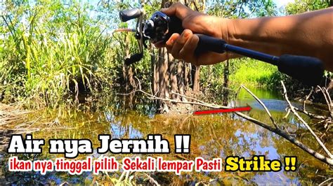 MUDAH NYA MANCING GABUS DI SINI SEKALI LEMPAR PASTI STRIKE Casting