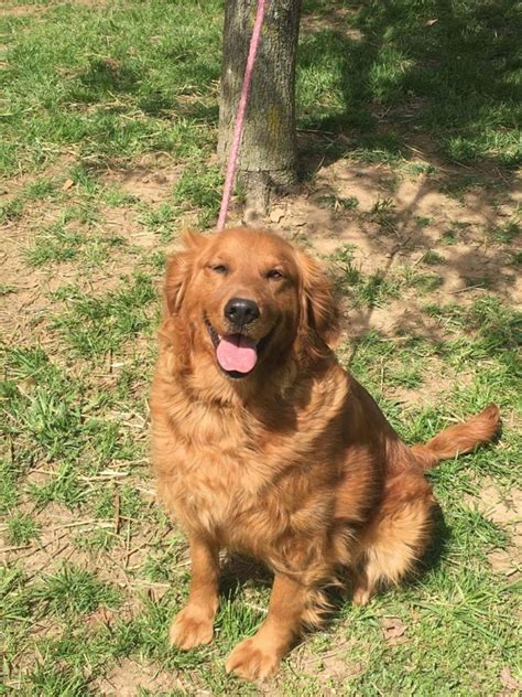 We encourage our membership to promote goodwill and be effective and ethical ambassadors for our breed. W & W's Golden Beauties | Golden Retriever Breeder ...
