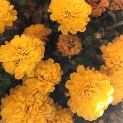 Pin Fabxiety ͡° ͜ʖ ͡° Yellow Aesthetic Flower