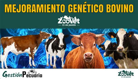 Mejoramiento Genético Bovino 【información Completa