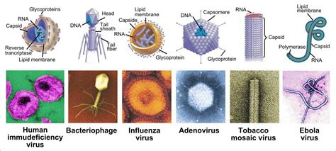 Virus Classification On The Basis Of Morphology And Replication