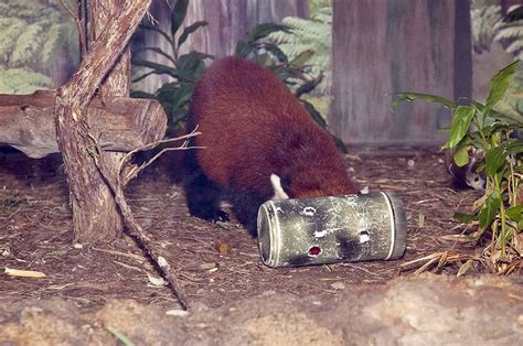 Red Panda Weekend 014 By Houston Zoo Via Flickr Houston Zoo Animals