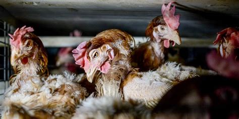 What Is Factory Farming Animals Australia