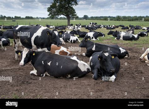 Domestic Cattle Holstein Dairy Cows Herd Resting On Muddy Loafing