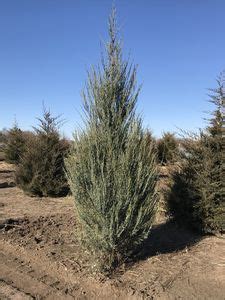 A member of the cupressaceae family, skyrocket junipers make. Departments - Juniper, Skyrocket #15 Container