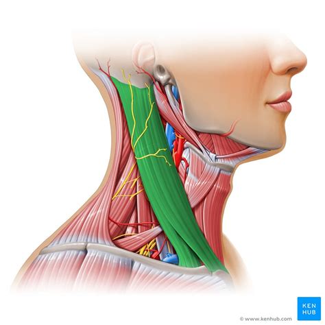 Neck Muscles Anatomy List Origins Insertions And Action Kenhub