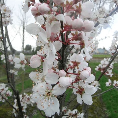 Prunus Cerasifera ‘crimson Pointe’ Stebrasta Rdečelistna Sliva Drevesnica Kurbus StarŠe