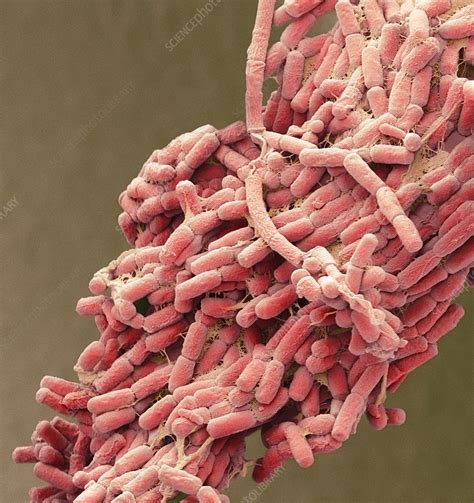 E Coli Bacteria Sem Stock Image C0207192 Science Photo Library
