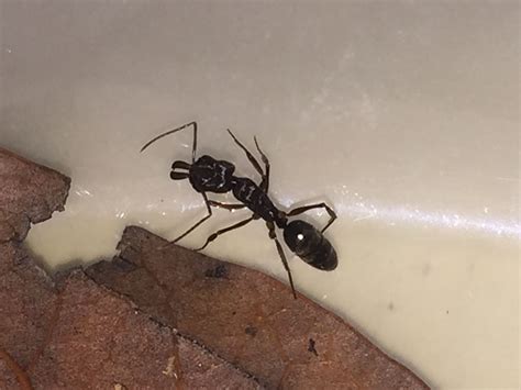 Ants In Car Florida Most Common Ants In West Palm Beach But While A