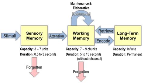 What Are The Three Steps In Memory Information Processing