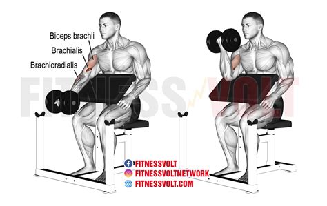 Dumbbell Curl Twist A Powerful Exercise For Sculpting Your Biceps