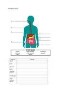 digestive system worksheet teaching resources