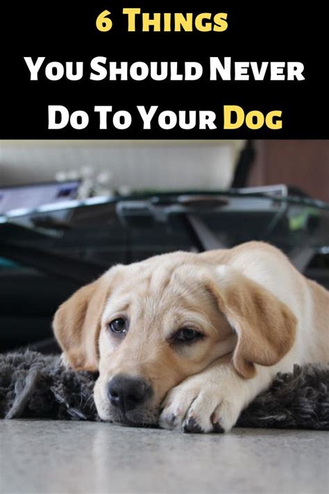 8 Things You Should Never Do To Your Dog Dogspaceblog Training Your