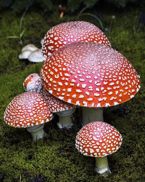 Alice In Wonderland Mushrooms Photograph By Carol Bilodeau Pixels