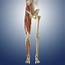 Lower Body Anatomy Artwork Photograph By Science Photo Library