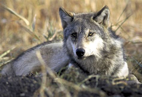 Wolves Protection Lifted In Wyoming The Spokesman Review