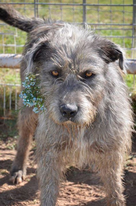 We breed for pups when we are looking to add to our pack. Dog for adoption - Dublin, an Irish Wolfhound & Labrador Retriever Mix in Midland, TX | Petfinder