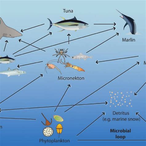Simplified View Of The Generalised Food Web Supporting Tuna And Other