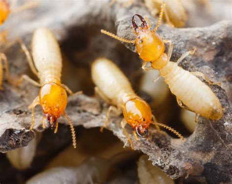 Termites Comment Sen Débarrasser Efficacement
