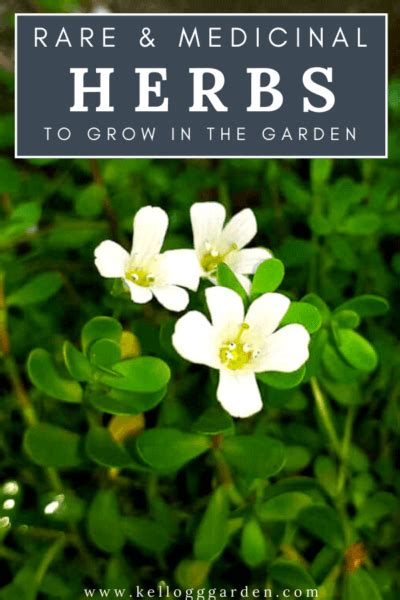 Rare Gardens Herbs And Medicinal Herbs Kellogg Garden Organics