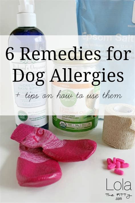 6 Remedies For Dog Allergies Lola The Pitty
