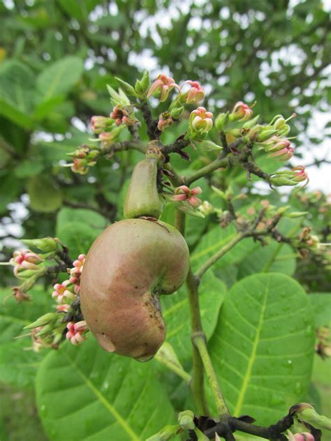 Norm harris's debut work fruit of a poisonous tree is a techno thriller, is a military thriller, is a political thriller and is also a legal thriller. Riverine Parks: Cashew (Anacardium occidentale)