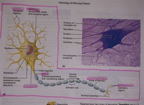 Histology Of Nervous Tissue Diagram Quizlet