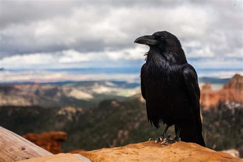 Download Perched Atop A Branch A Beautiful Raven Takes Flight