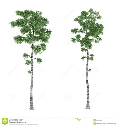 36 I Like These Birch Birch Tree Clipart Clipartlook