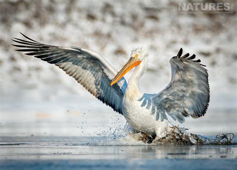 Stream brooklyn nets vs new orleans pelicans live. A frozen Lake Kerkini & the Dalmatian Pelicans - NaturesLens