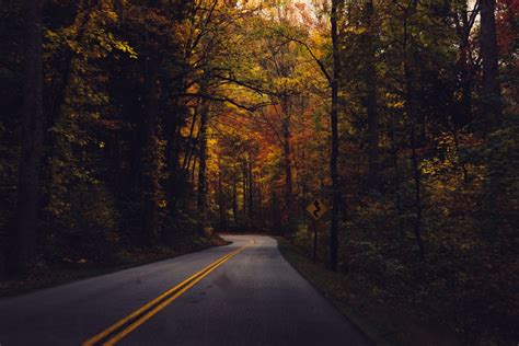 Free Images Tree Nature Forest Road Sunlight Morning Leaf Fall