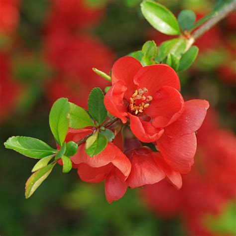 Texas Scarlet Dwarf Flowering Quince File Chaenomeles Japonica Texas