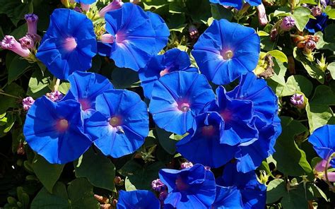 Flowers Morning Glory Leaves Blue Hd Wallpaper Peakpx