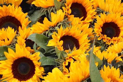 Maybe you would like to learn more about one of these? Free Images : nature, petal, summer, yellow, background ...