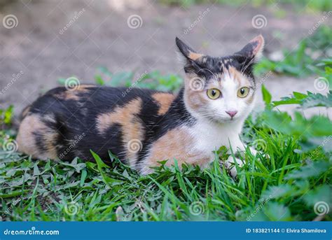 Tricolor Cat Lying In The Grass Stock Photo Image Of Resting Black
