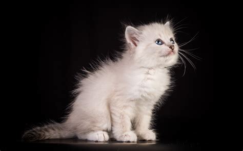 749701 Cats Kittens White Fluffy Rare Gallery Hd Wallpapers