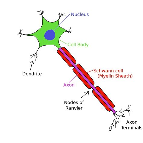 Diagram Of A Typical Neuron