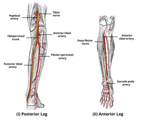 Tibial Nerve Anatomy Course Branches And Applied Anatomy