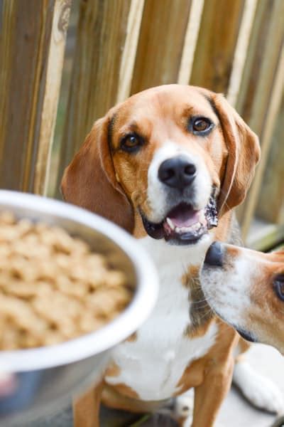 Wild earth dog food india. Wild Earth Dog Food Review Is Vegan Dog Food Safe?