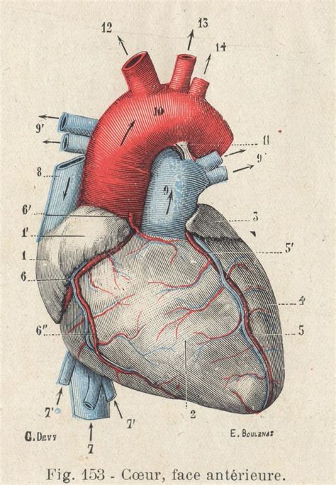 Antique Original Engraving Human Physiology Internal Organs Human