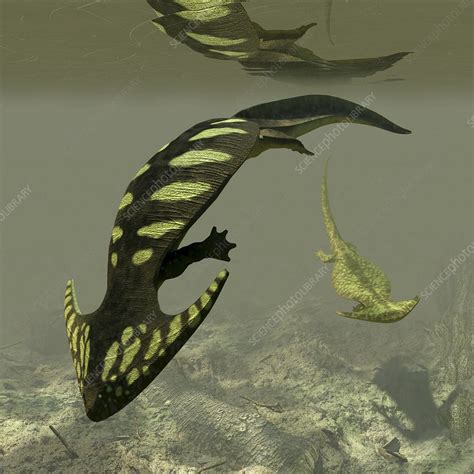 Diplocaulus Prehistoric Amphibian Stock Image C0244740 Science