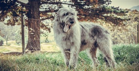 Irish Wolfhound Guide Lifespan Size And Characteristics