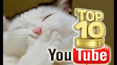 Top 10 Videos Para Cagarse De Risa 2016 Los Animales Más