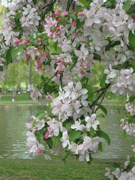 74 Best Apple Blossoms Images On Pinterest Apple Blossoms Beautiful
