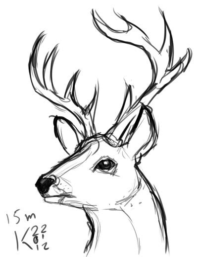 Simple Deer Drawing At Getdrawings Free Download